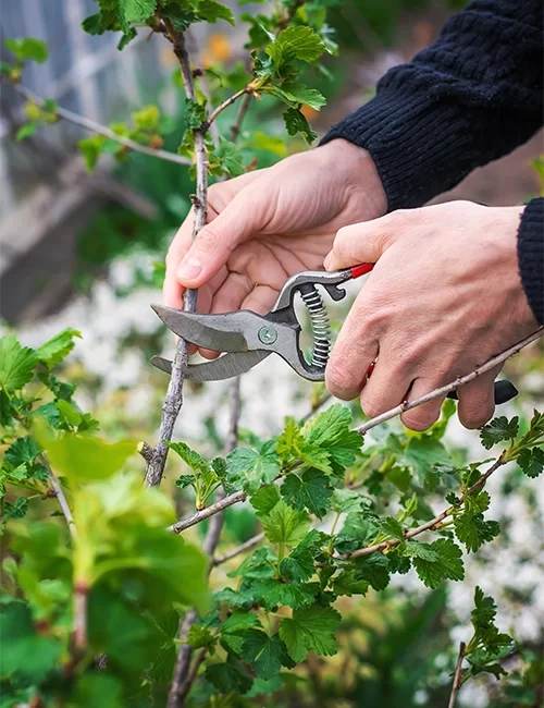Élagueur Paysagiste à Châlons-sur-Saône